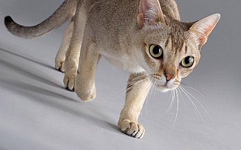 Animals, Cat, Stroll, Fear, Step, Misgiving HD wallpaper