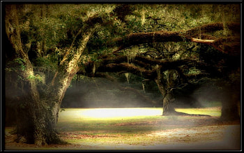 Mossy Hollow, trees, fog, woods HD wallpaper