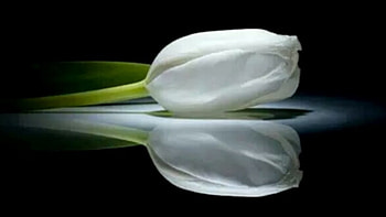 White Tulips, Tulips, Reflection, Flower, Spring HD wallpaper