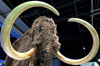 Woolly mammoth's return, See the woolly mammoth, Mammoth's revival, Revived mammoth HD wallpaper