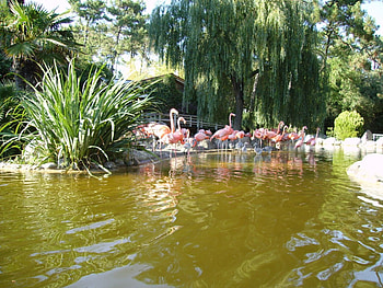 pinkys, pink floyd, birds, zoo, animals HD wallpaper