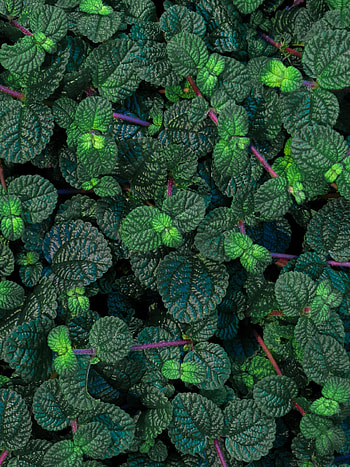 Leaves, Plant, Macro, Veins, Glossy HD phone wallpaper