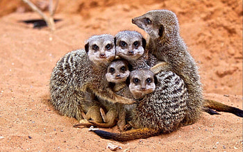 Animals, Young, Family, Care, Cubs, Embrace, Meerkat, Surikat HD wallpaper