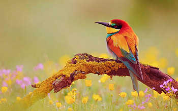 European bee-eater, Birds HD wallpaper