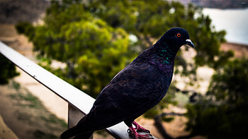 Black pigeon, Striking , Animal , Mysterious beauty HD wallpaper