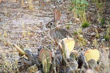Animals, Cactuses, Animal, Rabbit, Hare HD wallpaper