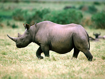 Animals, Grass, Stroll, Rhinoceros HD wallpaper