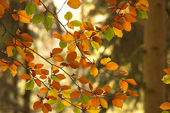 Nature, Autumn, Leaves, Wood, Tree, Branches HD wallpaper