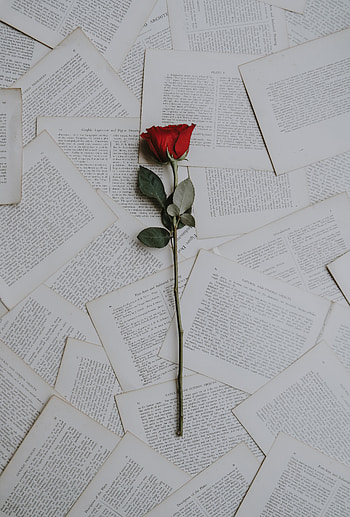 Flowers, Books, Rose Flower, Rose, Texts HD phone wallpaper
