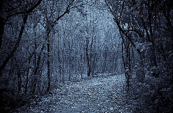 I could hold you forever, blue, forest, tree, forever HD wallpaper