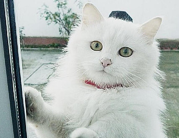 white cat, blue, kitten, kitty, cat, nice, animals, lovable, adorable, eye HD wallpaper