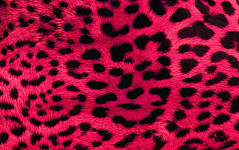 for cheetah print HD wallpaper