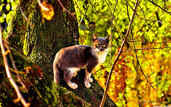 Animals, Autumn, Wood, Cat, Tree, Color, Climb HD wallpaper