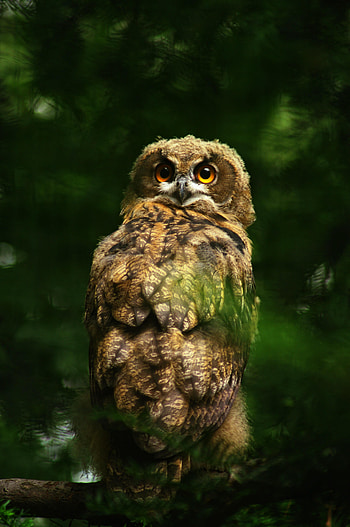 Animals, Owl, Feather, Bird, Predator, Sight, Opinion HD phone wallpaper