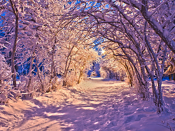 Landscape, Winter, Trees, Roads, Snow HD wallpaper