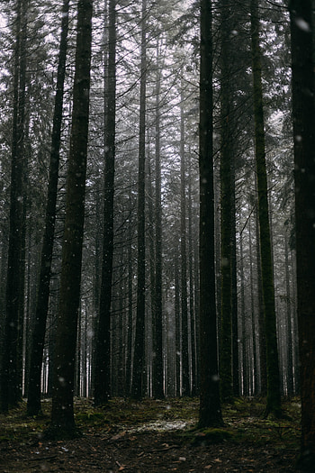Nature, Trees, Pine, Snow, Forest HD phone wallpaper