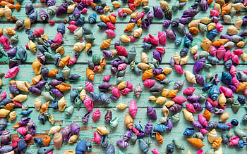 :), purple, blue, summer, shell, colorful, pink, yellow, vara, texture HD wallpaper