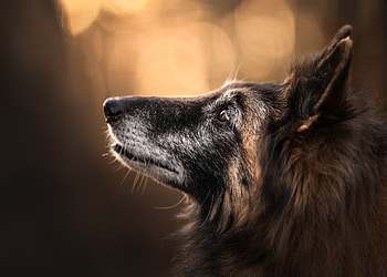 Close-up, Belgian Tervuren HD wallpaper