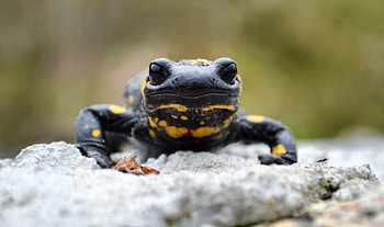 Salamanders with children, Nature's education opportunity, Exciting family activity, Kids exploring wildlife HD wallpaper