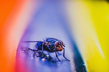 Macro, Close-Up, Insect, Fly HD wallpaper
