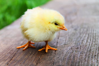 Close-up of a fluffy yellow chick standing on a wooden surface, showcasing its soft down feathers. HD wallpaper