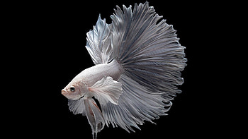 Betta Fish, White, Aquarium, Fish, Water, Betta HD wallpaper