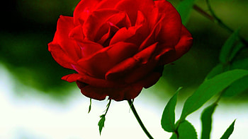 ROSE, PETALS, LEAVES, NATURE, STEM HD wallpaper
