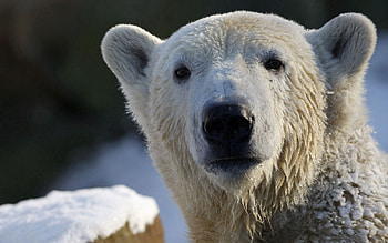 Animals, Snow, Muzzle, Wet, Bear, Polar Bear HD wallpaper
