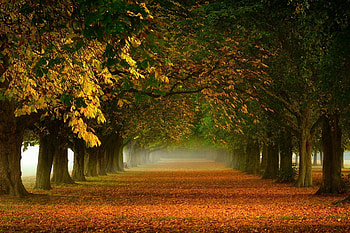 Path in the woods, autumn, woods, tree, Path HD wallpaper