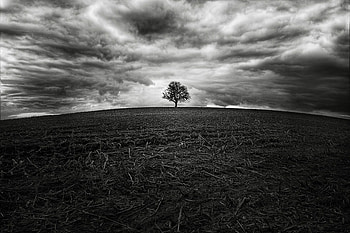 SOLITUDE, great graphy, bw, sky, nature, silence, tree HD wallpaper