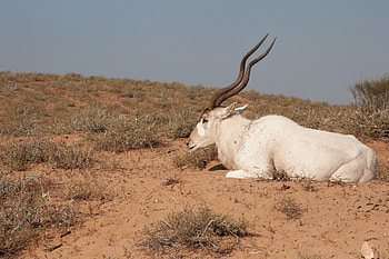 Addax, Inaturalist canada, Addax nasomaculatus, Animal HD wallpaper