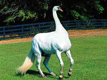 Sworse, horse, wierd, abstract, animals, swan, funny, dino HD wallpaper