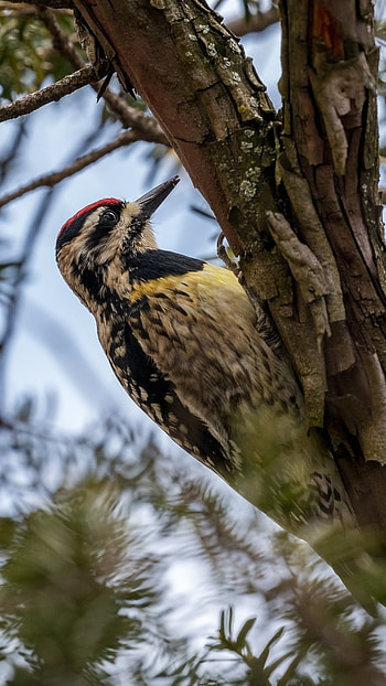 Woodpecker, Beautiful Bird Woodpecker HD phone wallpaper