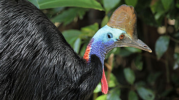 Cassowary, Large flightless bird, Tropical rainforests, Vivid blue neck HD wallpaper