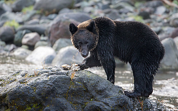 Animals, Rivers, Rock, Bear, Stone HD wallpaper