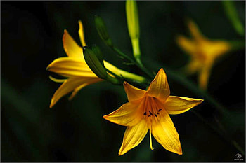 Beautiful Flowers, beautiful, flowers, , yellow HD wallpaper