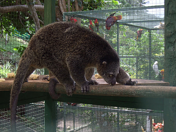 Phalangeroidea, Unique mammal, Media encyclopedia, Conservation efforts HD wallpaper