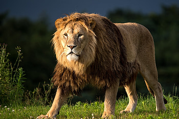 Animals, Lion, Predator, Mane HD wallpaper