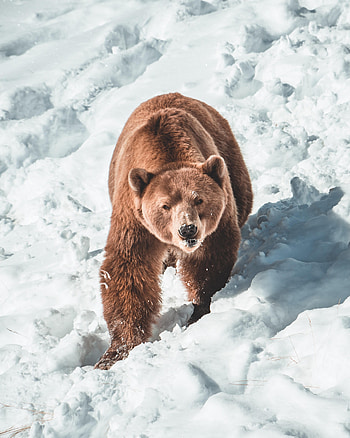 Animals, Snow, Muzzle, Bear, Predator, Brown Bear HD phone wallpaper
