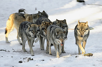 eurasian wolf, seeking beautiful animals, feed, rudel, thick fur HD wallpaper