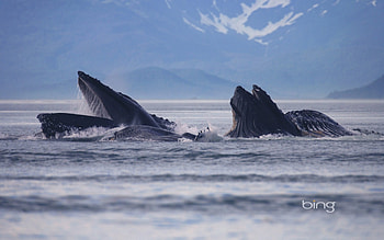 Hump Back Whales, Hump, Whales, Back HD wallpaper