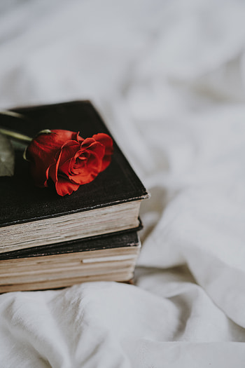 Flowers, Books, Flower, Rose Flower, Rose, Blur, Smooth HD phone wallpaper