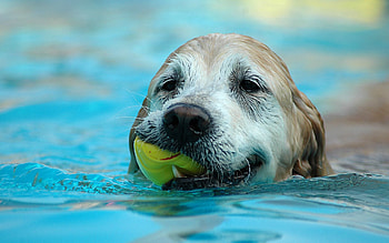 Animals, Dog, Muzzle, Wet, Ball, Play HD wallpaper