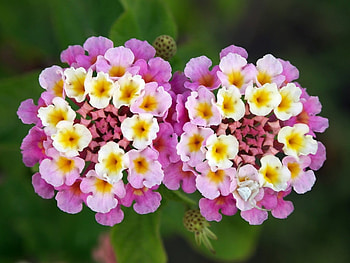 Lantana Camara, garden, nature, flower HD wallpaper