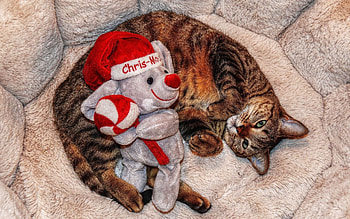 Animals, Cat, To Lie Down, Lie, Toy, Playful, Sleep, Dream HD wallpaper