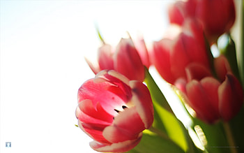 Tulips Richmond, Flower Delivery, Florist Richmond, Flower Shop, Flower Delivery Shop HD wallpaper