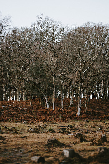 Nature, Trees, Autumn, Stumps HD phone wallpaper