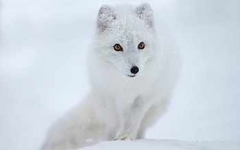 Arctic Fox HD wallpaper