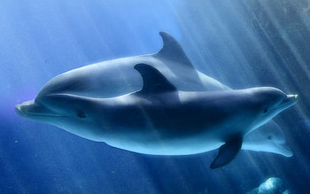 dolphins dolphins, dolphins HD wallpaper