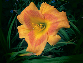 Peach Daylily, outdoors, pretty, love, daylilies, colors, nature, lovely flowers, most HD wallpaper